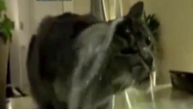Умные коты и кошки