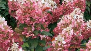 Гортензия метельчатая Пинки Винки (pinky winky) ? обзор: как сажать, саженцы гортензии Пинки Винки