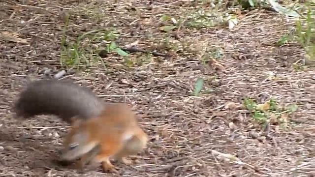 БЕЛКА ИЩЕТ ОРЕШКИ)) смотреть онлайн