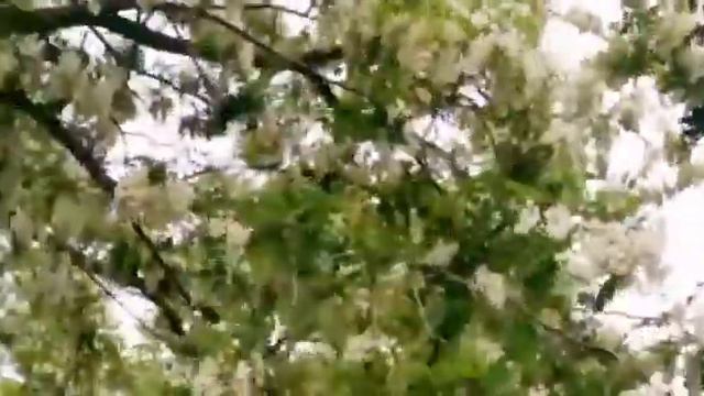 Природа. Анапа. Цветет акция. смотреть онлайн