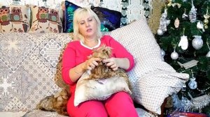 ЙОРКШИРСКИЕ ТЕРЬЕРЫ. УХОД И СОДЕРЖАНИЕ. ЧАСТЬ ВТОРАЯ.