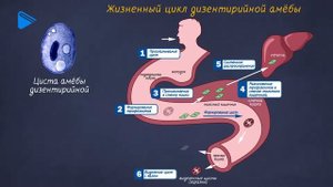 7 класс - Биология - Тип корненожки