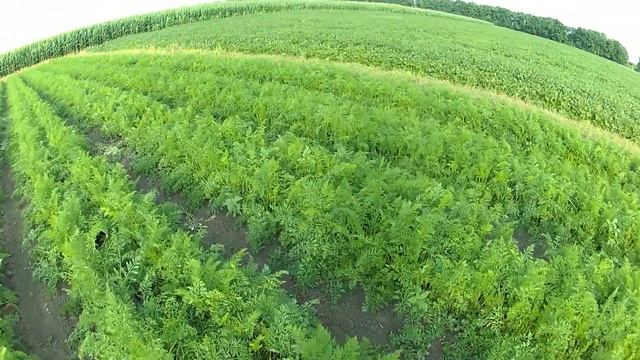 Морква Лагуна F1 на 04.07.19 смотреть онлайн