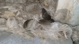 В электрическом щите живут мышата и мышь
