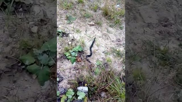 Змея напала на человека смотреть онлайн