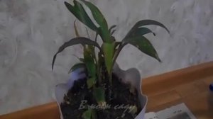 КОРДИЛИНА кустарниковая Уход, черенкование