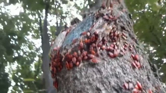 Клоп солдатик смотреть онлайн