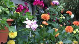ГЕОРГИНЫ  в горшках и ящиках / DAHLIAS in pots and planters.