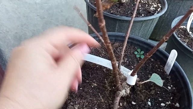 ?МЕТЕЛЬЧАТЫЕ ГОРТЕНЗИИ☘️ОБЗОР СОРТОВ### 7/11-23 смотреть онлайн