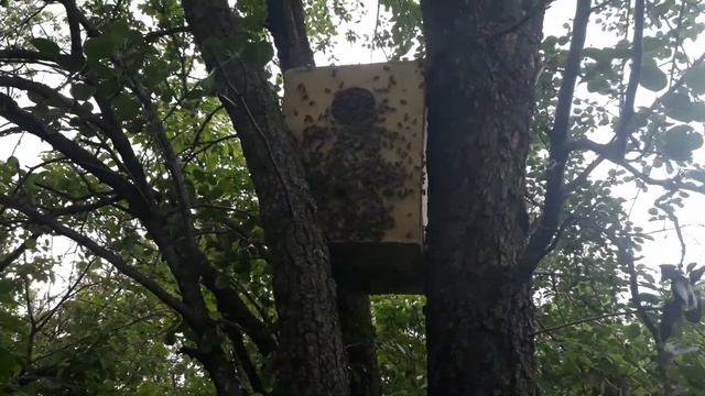 Первый рой 2020 смотреть онлайн