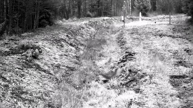 Переход стаи волков через границу Беларуси и Литвы. смотреть онлайн
