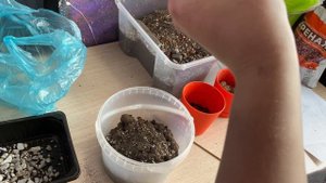 ПЕРЕСАДКА ЭХЕВЕРИИ И ГРАПТОВЕРИИ. НОВЫЙ ЗАМЕС ГРУНТА