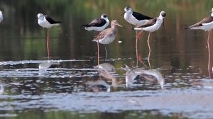 Ходулочник - Himantopus himantopus