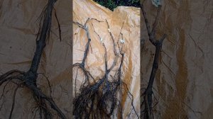 саженцы винограда от Марины ждановой