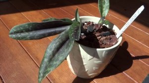 Листья Орхидеи  ПОЧЕРНЕЛИ