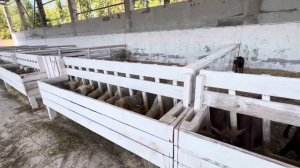 Альпийские козы и овцы лакон в Тверской области