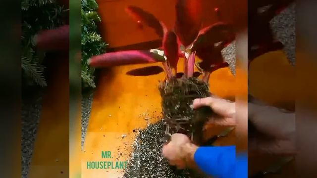 Repotting Stromanthe Sanguinea Tricolor смотреть онлайн