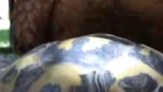 черепахи ))))) во дают смотреть онлайн