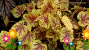 Гейхерелла Голд Каскад. Краткий обзор, описание характеристик heucherella Gold Cascade
