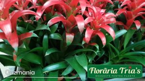 Floraria Tria's: Guzmania