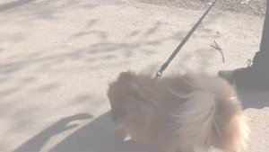 Померанский шпицы на прогулке по Кемерово 2020, Заноза у Бэллы, Странный балкон, Шпицу Волпи, приве