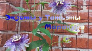 Маракуйя северная растет, цветет и завязывает плоды. Пассифлора инкарнатная