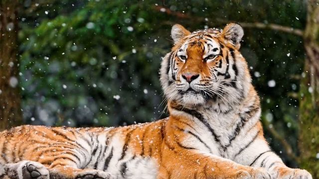 ВРАГИ ТИГРОВ | ПОПУЛЯЦИЯ ВИДОВ | ЧЕЛОВЕК И ТИГРЫ смотреть онлайн