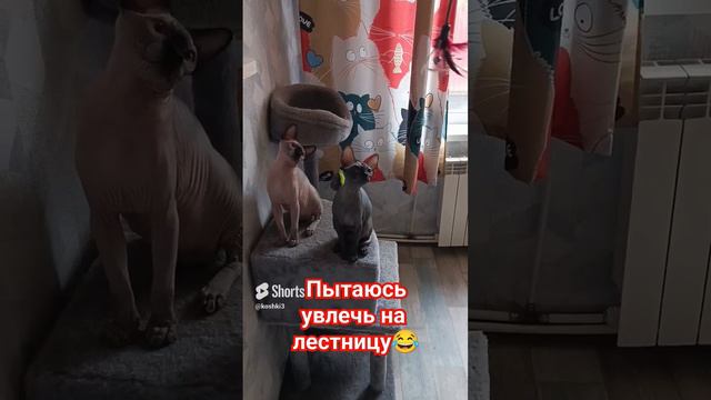 Сфинксы Марс и Луна#catshorts #cats #смешныекоты #канадсиесфинксы