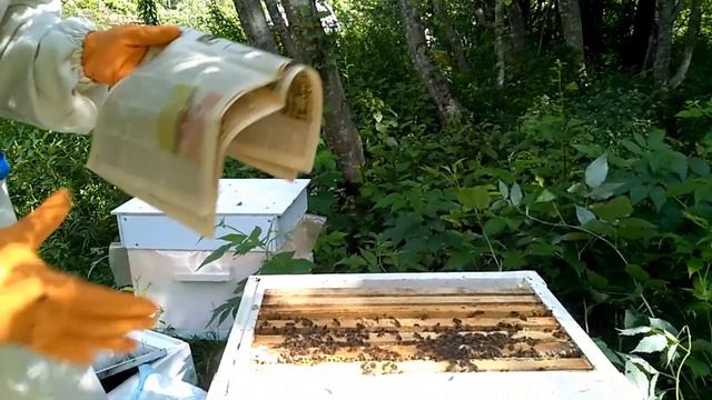 Отводки пчел объединение перед зимовкой смотреть онлайн