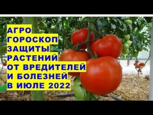 Агрогороскоп защиты растений от вредителей и болезней в июле 2022 года