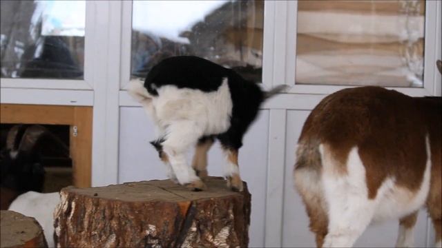 Камерунские козы и маленький козлёнок, который бодается 04.11.2023