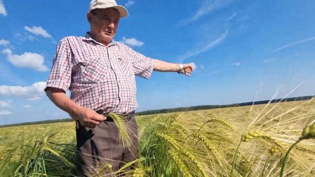 Эндан vs Тевкеч. Яровые ячмени в Хлеборобе. Многорядный ячмень выглядит просто потрясающе!