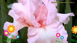Ирис германский Суета. Краткий обзор, описание характеристик iris germanica Vanity