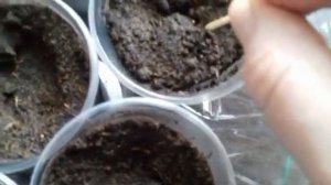 Эустома ,  посев на рассаду и правила выращивания.