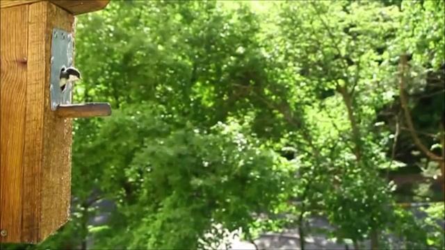 Большая синица и интересные факты о ней
