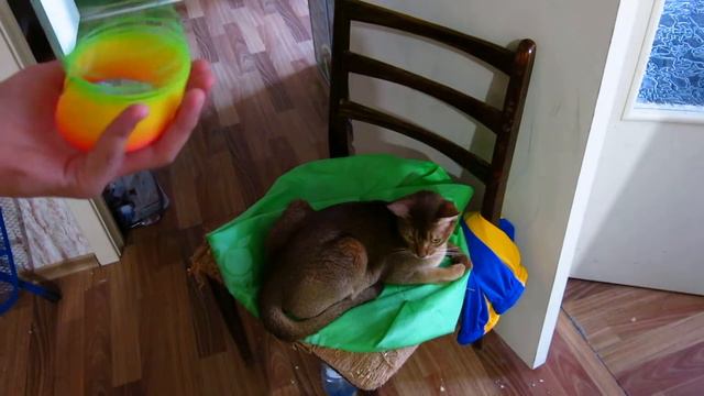 Странная реакция Муската на игрушку. смотреть онлайн