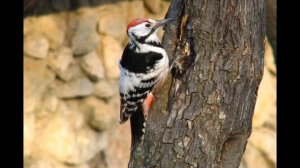 Видеоэкскурсии "Животный мир" - Часть 8. Дятел