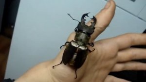 !FLYING! Stag Beetle / Fliegender Hirschkäfer! - Lucanus maculifemoratus maculifemoratus