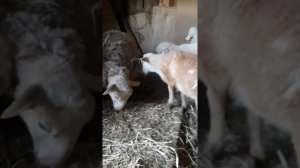 Куйбышевская порода овец .пополнение 8 апреля 2022г