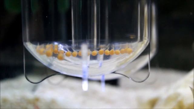 Pseudotropheus kingsizei maingano egg hatching with ZET-55 смотреть онлайн