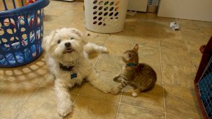 Смешные видео с котиками и собачками #7