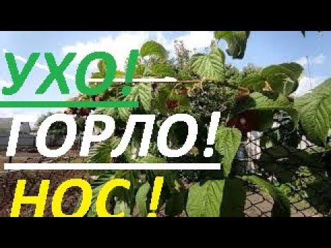 УХО- ГОРЛО- НОС !!!