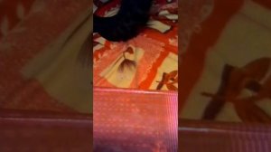 Покрышка с Эндуро на ИЖ планета 5!)