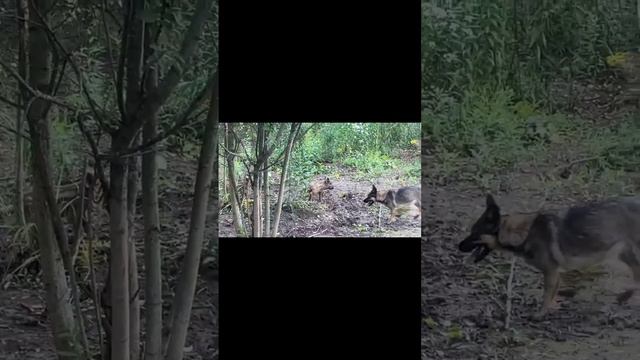 ВОЛЬЕРНАЯ ОХОТА НА КАБАНА 365 ДНЕЙ В ГОДУ