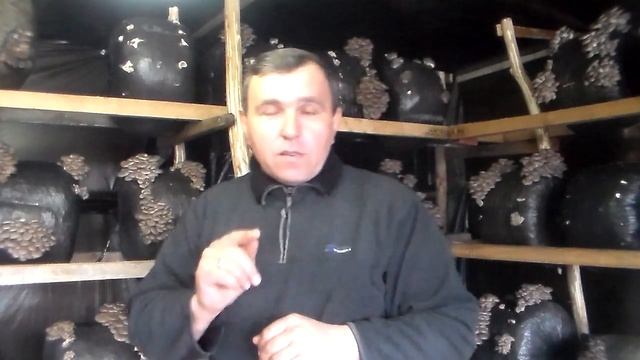 Как с экономить на мицелии высокого качества? смотреть онлайн