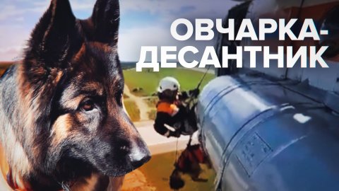Собачий патруль: на Сахалине овчарка десантировалась с вертолёта без парашюта