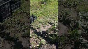 Серена середний сорт Абрикоса