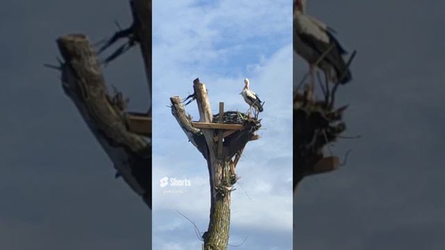 🕊аисты вернулись, скоро лето вернётся☀