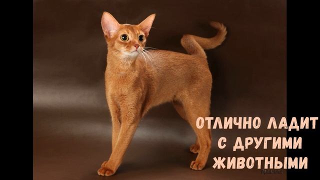 Кошки злые или люди приставучие? Топ 10 самых "злых" домашних кошек