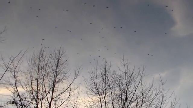 Птицы 3.02.2014 смотреть онлайн